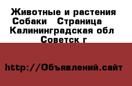 Животные и растения Собаки - Страница 2 . Калининградская обл.,Советск г.